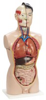 TORSO CORPO UMANO